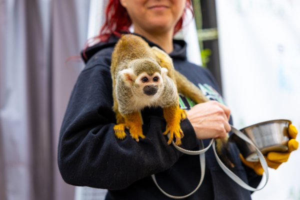 Immersive Animal Experience - BOOK YOUR EXPERIENCE ONLINE OR CALL NOW FOR MORE INFORMATION: (805) 341-2515

​Join us for a UNIQUE and UNFORGETTABLE experience at our rescue sanctuary! 

Our guided visits bring you face-to-face with our incredible animal ambassadors, representing species from all over the world, each with a unique story of rescue and rehabilitation. Learn fascinating facts about their species, behaviors, and habitats from our passionate and knowledgeable staff. Whether you're meeting majestic serval cats, curious hybrid wolves, or playful monkeys, Animal Tracks offers an unforgettable journey into the heart of animal care and conservation.

Come visit us and discover the extraordinary efforts behind rescuing and nurturing these amazing creatures.

​DISCLAIMER: While we often use the term 'immersive' to describe our experience, we are not a petting zoo. We are a rescue center dedicated to conservation and rehabilitation. While most of our animals will be in close proximity, there won't be physical contact for safety reasons. This distance ensures our animals feel secure and comfortable. Our top priority is the safety of both our guests and our animals.