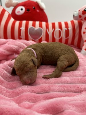 Past puppies - Inara x Wonder - We have a beautiful litter of multi-gen medium sized Goldendoodle puppies available with some exciting colors. We have cream, apricot, red, black, black and white, sable, sable Merle and a phantom boy. Contact today to reserve your puppy they’re ready to go home March 14th and come with a vet check, first shots, dewormed, well loved and socialized, health guarantee and a go home bag of goodies including food and toys. Puppies are $3000 Past puppies - Inara x Wonder - We have a beautiful litter of multi-gen medium sized Goldendoodle puppies available with some exciting colors. We have cream, apricot, red, black, black and white, sable, sable Merle and a phantom boy. Contact today to reserve your puppy they’re ready to go home March 14th and come with a vet check, first shots, dewormed, well loved and socialized, health guarantee and a go home bag of goodies including food and toys. Puppies are $3000