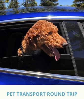 If Pets Could Drive! - Our Services If Pets Could Drive! - Our Services