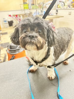 Dog Grooming Portfolio - Past dog grooming services I’ve provided Dog Grooming Portfolio - Past dog grooming services I’ve provided