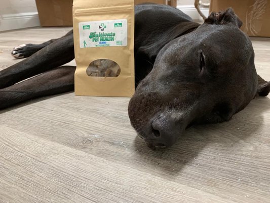 DELTA EIGHT EDIBLES, VAPE, SMOKE - Molly is a high energy American Bull terrier. She runs and plays all day with her brother Tupac, chasing lizzards and playing ball. Sometimes its hard for Molly to wind down at night, even after a long walk. CBD dog treats have helped her to settle down at night so she can be rested and ready to play all day again in the morning. These treats work great to calm her brother Tupac during fireworks, or when strangers come to visit. DELTA EIGHT EDIBLES, VAPE, SMOKE - Molly is a high energy American Bull terrier. She runs and plays all day with her brother Tupac, chasing lizzards and playing ball. Sometimes its hard for Molly to wind down at night, even after a long walk. CBD dog treats have helped her to settle down at night so she can be rested and ready to play all day again in the morning. These treats work great to calm her brother Tupac during fireworks, or when strangers come to visit.
