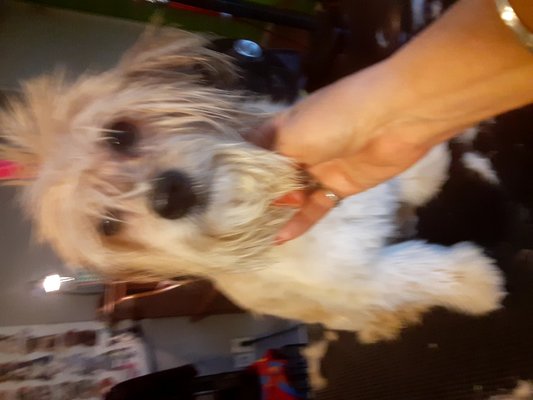 grooming dogs during covid. - grooming during covid can be challenging but necessary. this dogs shops closed but I was open to help. grooming dogs during covid. - grooming during covid can be challenging but necessary. this dogs shops closed but I was open to help.