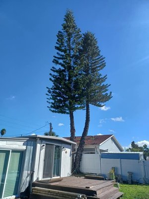 Tree Removal and Stump Gridning - Trust our bonded, ISA-certified experts for removal and logging services. We provide you with a comprehensive tree removal plan thanks to our years of technical experience. Our stud crushing machinery is state-of-the-art and designed to minimize disruptions to your property. We crush the stud and roots into small wood chips that can be used to fill the hole or spread around the stud removal area. Tree Removal and Stump Gridning - Trust our bonded, ISA-certified experts for removal and logging services. We provide you with a comprehensive tree removal plan thanks to our years of technical experience. Our stud crushing machinery is state-of-the-art and designed to minimize disruptions to your property. We crush the stud and roots into small wood chips that can be used to fill the hole or spread around the stud removal area.