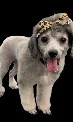 Poodle Grooming - At Texas Sweet Cheeks Dog Grooming in Texas, we ensure your poodle feels at home and comfortable. Our expert groomers are passionate about poodles and provides gentle, personalized care. Our cozy, quiet facility helps soothe and relax your furry friend. Give us a call today 9728962025! Poodle Grooming - At Texas Sweet Cheeks Dog Grooming in Texas, we ensure your poodle feels at home and comfortable. Our expert groomers are passionate about poodles and provides gentle, personalized care. Our cozy, quiet facility helps soothe and relax your furry friend. Give us a call today 9728962025!