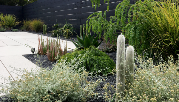 Contemporary Cactus Garden (San Francisco, CA) - Designed by Outside Collective. Installed by Natura Gardeners.
