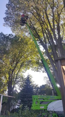 Tree trimming and pruning - Full tree service Tree trimming and pruning - Full tree service