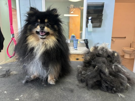 Emily's Grooms - Emily is a 3rd generation groomer gearing up and pushing through school. As it's a family business, it's no-brainer training for her. She has been part time with the shop for a year and is jumping in full-force now going full time. Let us know if you'd like to book with Emily! Emily's Grooms - Emily is a 3rd generation groomer gearing up and pushing through school. As it's a family business, it's no-brainer training for her. She has been part time with the shop for a year and is jumping in full-force now going full time. Let us know if you'd like to book with Emily!