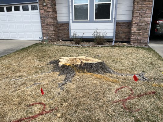 Big Front Yard Stump in Longmont! - Fun project up in Longmont! This large stump was no match for Premier Stump Grinding! Took a couple hours and we had to replace a couple irrigation lines, but we left another happy customer! Big Front Yard Stump in Longmont! - Fun project up in Longmont! This large stump was no match for Premier Stump Grinding! Took a couple hours and we had to replace a couple irrigation lines, but we left another happy customer!