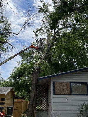 Tree removal service - This yard was in need of a tree removal after a bad storm hit town and branches were falling onto the roof of their home .