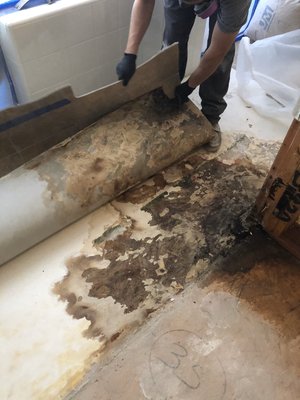 Mold Remediation - Mold is a type of fungi that grows in damp places which is why if you have a flood or leak it is important to keep watch. Express Dry Restoration 24/7 availability. Mold Remediation - Mold is a type of fungi that grows in damp places which is why if you have a flood or leak it is important to keep watch. Express Dry Restoration 24/7 availability.