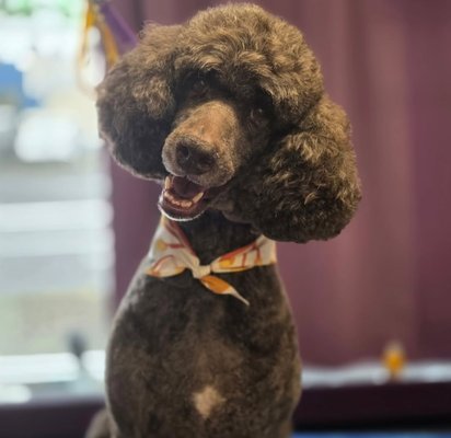 Pet Grooming - Bring your pup in for a spa day they deserve!
Starting Prices:
Small- $95+
Medium- $110+
Large- $125+
XLarge- $150+ Pet Grooming - Bring your pup in for a spa day they deserve!
Starting Prices:
Small- $95+
Medium- $110+
Large- $125+
XLarge- $150+