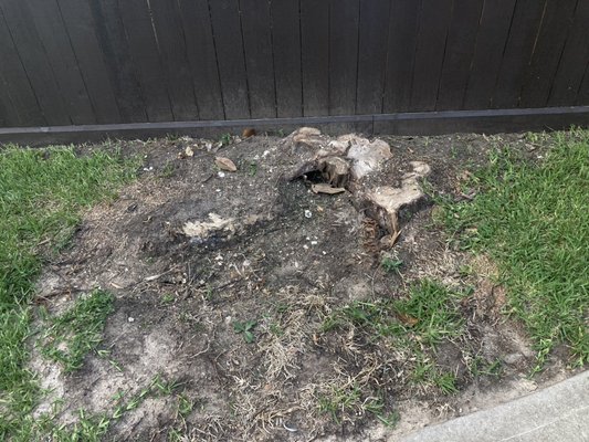3 FT Diameter Pine Tree Stump - One of our customers had a large pine tree that was taking over the fence. It was about 3ft in diameter and began to splinter and rot. We ground it down and saved her from permanent fence damage. Contact us if you need tree stump grinding services today! 3 FT Diameter Pine Tree Stump - One of our customers had a large pine tree that was taking over the fence. It was about 3ft in diameter and began to splinter and rot. We ground it down and saved her from permanent fence damage. Contact us if you need tree stump grinding services today!