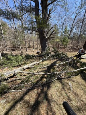 fallen tree cleanup - 2 separate properties requiring tree clean up from past windstorms before we could complete the spring clean ups fallen tree cleanup - 2 separate properties requiring tree clean up from past windstorms before we could complete the spring clean ups