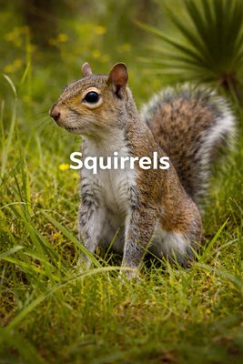 Squirrels - Squirrels are extremely abundant in Florida and is the animal we find in homeowners attics more than any other animal. They can cause a lot of damage and make a lot of noise. Squirrels are suppose to be in trees, not your attic, we get them out safely because they are just trying to live like the rest of us. Squirrels - Squirrels are extremely abundant in Florida and is the animal we find in homeowners attics more than any other animal. They can cause a lot of damage and make a lot of noise. Squirrels are suppose to be in trees, not your attic, we get them out safely because they are just trying to live like the rest of us.