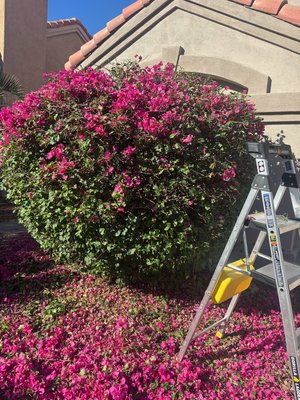 Yard Clean Up - Commercial and residential yard cleanup including weed control, mowing, edging, tree/shrub trimming or removal, cactus removal, palm trimming or removal, blowing and more.