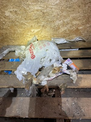 Garage Clean Out And Sanitation Service. Rat Nest Removal. - Rat dropping and pheromone removal! Garage Clean Out And Sanitation Service. Rat Nest Removal. - Rat dropping and pheromone removal!