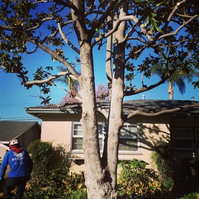 Magnolia tree - large magnolia tree was trimmed and shaped to allow the sunlight go thru the tree to make the tree more healthier and safe. Magnolia tree - large magnolia tree was trimmed and shaped to allow the sunlight go thru the tree to make the tree more healthier and safe.