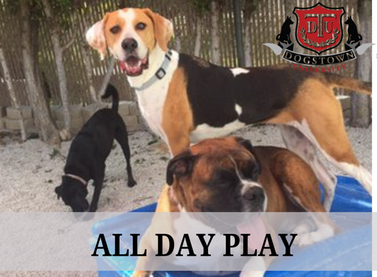 All Day Play - Call today!
