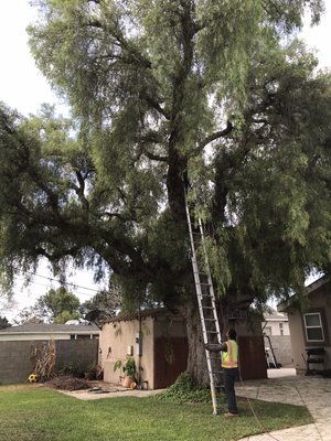 Tree removal action - One of our customers needed their tree cut down so they can have more space in their backyard. It took us a full day to cut this down. What are you waiting for? Call Hala & Sons Tree Service at (562) 889 2326 to get an estimate Today! Tree removal action - One of our customers needed their tree cut down so they can have more space in their backyard. It took us a full day to cut this down. What are you waiting for? Call Hala & Sons Tree Service at (562) 889 2326 to get an estimate Today!