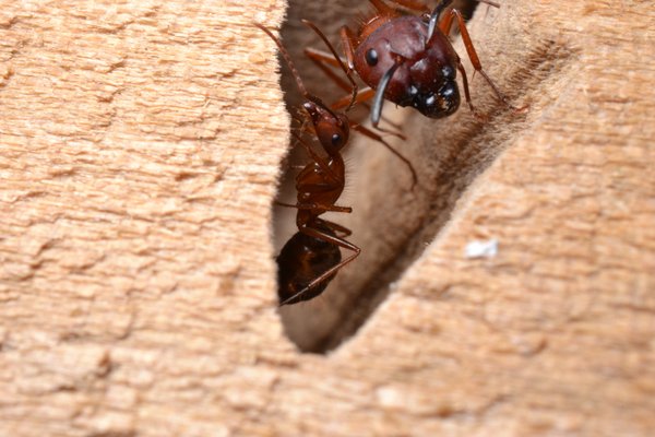 Ants - Our Most Common Pest - There are many species of ants found currently in the Bay Area with the most successful being the Argentine Ant. This species has adapted well to our urban environment and is right at home foraging for food in and around homes and structures. This ant is famous for their "trails", which can sometimes go several 100 feet to food and water sources. Their colonies can range in size from a few thousand to many hundreds of thousands with multiple queens which allow for greater adaptability.
We can assist you in controlling ants as well as other pests at your property. Call us today and we can offer you the best overall Integrated Pest Management options which include QualityPro Green solutions.
ANTS IN CALIFORNIA
While worldwide there are more than 12,400 species of ants, there are about 270 ant species in California and only about a dozen of those are common pests. The most common ants in the San Francisco Bay Area include the Argentine ant, the Pharaoh ant, and the odorous ant.
One-Node Ants
Argentine ant - 1/8 inch, dull brown.
Carpenter ant - 1/4 to 1/2 inch, black or black/red.
Odorous house ant - 1/8 inch, dark brown to shiny black, stink when crushed!
Velvety tree ant - 1/8 to 1/4 inch, brownish black head, red thorax, black abdomen.
Two-Node Ants
Pavement ant - 3/16 inch, dark brown to black.
Pharaoh ant - 1/16 inch, yellow or honey-colored orange.
Red imported fire ant - 1/16 to 1/5 inch, reddish with dark brown abdomen.
Southern fire ant - 1/8 to 1/4 inch, amber head and thorax, black abdomen, golden hairs cover body.
Thief ant - 1/32 inch, yellow to light brown.
MANAGING ANT PROBLEMS
It's nearly impossible to totally get rid of ants or preventing them from re-appearing, as controlling ants means a combination of mechanical, cultural, sanitation, and often chemical control methods.
Ants are beneficial to your garden and they also help control other pests such as termites, fleas, and dead insects.
If you have an ant problem please don't hesitate to contact Omega! Ants - Our Most Common Pest - There are many species of ants found currently in the Bay Area with the most successful being the Argentine Ant. This species has adapted well to our urban environment and is right at home foraging for food in and around homes and structures. This ant is famous for their "trails", which can sometimes go several 100 feet to food and water sources. Their colonies can range in size from a few thousand to many hundreds of thousands with multiple queens which allow for greater adaptability.
We can assist you in controlling ants as well as other pests at your property. Call us today and we can offer you the best overall Integrated Pest Management options which include QualityPro Green solutions.
ANTS IN CALIFORNIA
While worldwide there are more than 12,400 species of ants, there are about 270 ant species in California and only about a dozen of those are common pests. The most common ants in the San Francisco Bay Area include the Argentine ant, the Pharaoh ant, and the odorous ant.
One-Node Ants
Argentine ant - 1/8 inch, dull brown.
Carpenter ant - 1/4 to 1/2 inch, black or black/red.
Odorous house ant - 1/8 inch, dark brown to shiny black, stink when crushed!
Velvety tree ant - 1/8 to 1/4 inch, brownish black head, red thorax, black abdomen.
Two-Node Ants
Pavement ant - 3/16 inch, dark brown to black.
Pharaoh ant - 1/16 inch, yellow or honey-colored orange.
Red imported fire ant - 1/16 to 1/5 inch, reddish with dark brown abdomen.
Southern fire ant - 1/8 to 1/4 inch, amber head and thorax, black abdomen, golden hairs cover body.
Thief ant - 1/32 inch, yellow to light brown.
MANAGING ANT PROBLEMS
It's nearly impossible to totally get rid of ants or preventing them from re-appearing, as controlling ants means a combination of mechanical, cultural, sanitation, and often chemical control methods.
Ants are beneficial to your garden and they also help control other pests such as termites, fleas, and dead insects.
If you have an ant problem please don't hesitate to contact Omega!