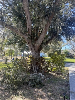 Healthy trees get pruned. - Raise the canopy and allow your trees to breathe fostering long term health and growth. Healthy trees get pruned. - Raise the canopy and allow your trees to breathe fostering long term health and growth.