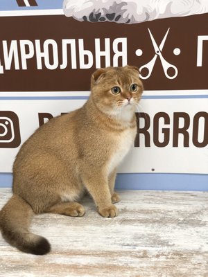 Short-Haired Cats - Grooming for Siamese, Bengals, and other short-coat breeds. Includes deshedding, nail trimming, bathing, and ear cleaning.