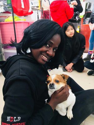 Make a Difference—Volunteer to Save Dogs’ Lives! - Join our passionate team and help transform the lives of dogs rescued from the meat trade. Volunteers provide comfort, care, and hope—become a hero for dogs in need and share in their journey to healing and new homes.
