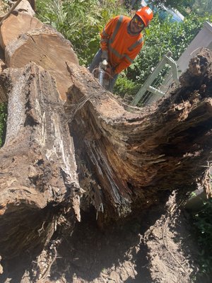 Fallen Chinese elm tree - This was an emergency tree removal job. Client called me in the night and we were there first thing in the morning. Tree was done in a very safe manner in order to avoid more damage to the property. Client was satisfied. Fallen Chinese elm tree - This was an emergency tree removal job. Client called me in the night and we were there first thing in the morning. Tree was done in a very safe manner in order to avoid more damage to the property. Client was satisfied.