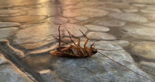 Insect Control Services - David’s Pest Control provides expert insect control services, addressing everything from ants and cockroaches to stinging insects and more. Serving Loudoun County, VA, and Frederick County, MD, David is thorough, professional, and mindful of pet safety. With prompt responses and proven methods, he helps keep your home or business comfortable and pest-free