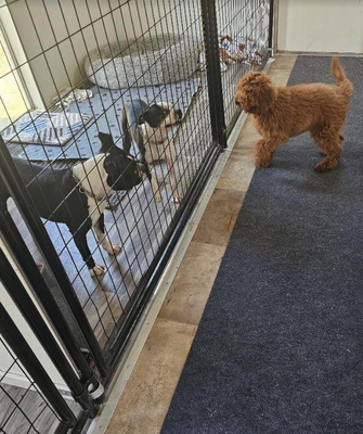 Be Our Next Guest! - We offer a variety of packages for all of your pups needs! Give us a call today or stop by and get a tour! Be Our Next Guest! - We offer a variety of packages for all of your pups needs! Give us a call today or stop by and get a tour!