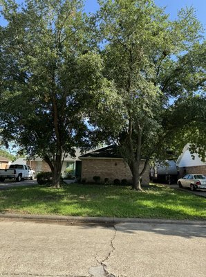 Tree trimming & pruning - We raised the canopy / thinned the inside so the yard can get sunlight / removed branches that were touching the roof Tree trimming & pruning - We raised the canopy / thinned the inside so the yard can get sunlight / removed branches that were touching the roof