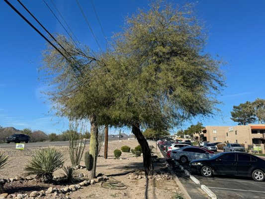 Mesquite Tree Removal Over Powerlines Causing Hazard During Monsoons. - We executed the removal of a mesquite tree that posed significant hazards during monsoon season, particularly by hanging dangerously close to power lines. Our team assessed the tree's condition and potential risks, prioritizing safety for both the property and the surrounding area. The removal was carried out with precision, ensuring that no damage occurred to nearby structures or utilities. This proactive measure has greatly reduced the risk of power outages and safety hazards during severe weather conditions. Mesquite Tree Removal Over Powerlines Causing Hazard During Monsoons. - We executed the removal of a mesquite tree that posed significant hazards during monsoon season, particularly by hanging dangerously close to power lines. Our team assessed the tree's condition and potential risks, prioritizing safety for both the property and the surrounding area. The removal was carried out with precision, ensuring that no damage occurred to nearby structures or utilities. This proactive measure has greatly reduced the risk of power outages and safety hazards during severe weather conditions.
