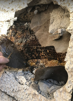Bee Hive Found within the Wall of a Residence - We were called out to investigate bees swarming an exterior corner of a residence. After carefully examining the opening we discovered the bees were quite established within the walls of the home. We had to open up a section of the exterior wall to access the hive for removal. Once all of the bees and honeycomb were effectively removed, we sealed up the home to conceal any repairs that were made and prevent and re-entry of any pests. Bee Hive Found within the Wall of a Residence - We were called out to investigate bees swarming an exterior corner of a residence. After carefully examining the opening we discovered the bees were quite established within the walls of the home. We had to open up a section of the exterior wall to access the hive for removal. Once all of the bees and honeycomb were effectively removed, we sealed up the home to conceal any repairs that were made and prevent and re-entry of any pests.
