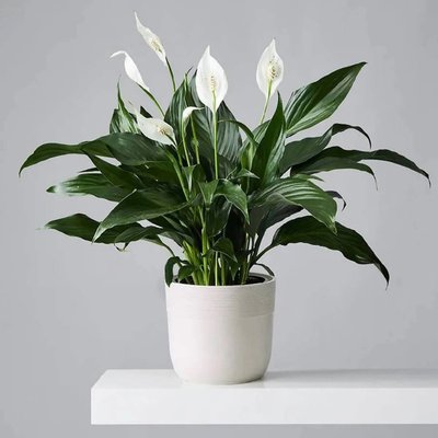 Beautiful Plants - Our local florist shop at Houston Texas hand- deliver plant and flowers to you or your recipient. your satisfaction is guaranteed. we offer Same-Day delivery as well