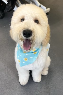 Doodles and Poodles Specialization! - Poodles & Doodles: Our Specialty at Well Groomed Pets 🌟
With their captivating curls and distinct personalities, Poodles and Doodles are undeniably special. At Well Groomed Pets, we're proud to say these charming canines are our forte. Their unique fur requires expert care, and our team is adept at providing the tailored grooming these breeds deserve.
In fact, Doodles and Poodles are the stars of our salon, being the most frequent guests we pamper. Whether you have a petite Poodle, a dashing Doodle, or any curly-coated cutie in between, trust in our expertise. We understand their specific needs, ensuring each visit leaves them looking dapper and feeling delightful.
Bring in your curly companion and experience the premium care they truly deserve. Doodles and Poodles Specialization! - Poodles & Doodles: Our Specialty at Well Groomed Pets 🌟
With their captivating curls and distinct personalities, Poodles and Doodles are undeniably special. At Well Groomed Pets, we're proud to say these charming canines are our forte. Their unique fur requires expert care, and our team is adept at providing the tailored grooming these breeds deserve.
In fact, Doodles and Poodles are the stars of our salon, being the most frequent guests we pamper. Whether you have a petite Poodle, a dashing Doodle, or any curly-coated cutie in between, trust in our expertise. We understand their specific needs, ensuring each visit leaves them looking dapper and feeling delightful.
Bring in your curly companion and experience the premium care they truly deserve.