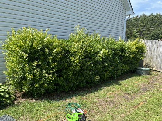 Hedge trimming. - Homeowner wanted to clean up the hedges on the side of his house. So I trimmed and shaped em up nicely. Hedge trimming. - Homeowner wanted to clean up the hedges on the side of his house. So I trimmed and shaped em up nicely.