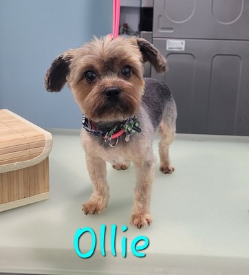 Full Groom - This is Ollie's full groom. Full Groom - This is Ollie's full groom.