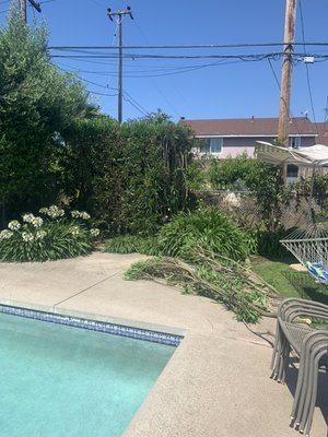 Hedge removal and stump grinding - Hedge removal and stump grinding Hedge removal and stump grinding - Hedge removal and stump grinding
