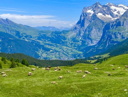 Switzerland Mountains, and Wine Walks - Switzerland - Lavaux Wine Walks & Alpine Hikes

Walk through the beautiful vineyard terraces of Lavaux, which cascade down to the blue waters of Lake Geneva. This UNESCO World Heritage site dates back 600 years and still produce sought after wines. This easy afternoon walking tour takes you through the vineyards, while you hear local tales and history. You'll sample the wines from local winemakers, while learning the art of wine-tasting and appreciation. Your feet, mind, and mouth will leave happy!