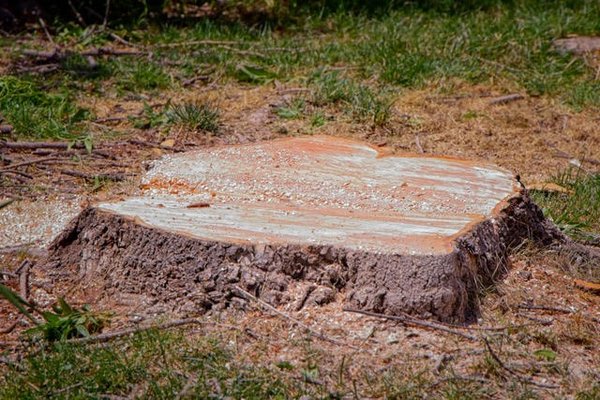 Stump Removal - Are you tired of looking out the window at dead and dying trees? Are you worried a storm could cause falling limbs to damage your property? The Tree Guy LLC offers an array of tree care services, tree removal, tree pruning, tree planting, and palm service options designed to keep your property safe and your trees well-maintained. Stump Removal - Are you tired of looking out the window at dead and dying trees? Are you worried a storm could cause falling limbs to damage your property? The Tree Guy LLC offers an array of tree care services, tree removal, tree pruning, tree planting, and palm service options designed to keep your property safe and your trees well-maintained.