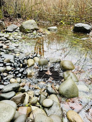 Garden Drainage - This system was designed for a seasonal pond, revolutionizing the landscape near a seasonal creek feeding a pond during Winter and Spring. Before installation, water accumulation led to erosive pressures, causing extensive damage to the gravel driveway. This perpetual issue incurred frequent maintenance and expenses.
The newly installed drainage system now serves as a dependable solution, effectively managing water flow and preventing erosion. By harnessing natural water movement, it not only addresses the previous challenges but also enhances the scenic beauty of the landscape. This innovative solution ensures a sustainable and visually pleasing environment year after year, making outdoor enjoyment hassle-free. Garden Drainage - This system was designed for a seasonal pond, revolutionizing the landscape near a seasonal creek feeding a pond during Winter and Spring. Before installation, water accumulation led to erosive pressures, causing extensive damage to the gravel driveway. This perpetual issue incurred frequent maintenance and expenses.
The newly installed drainage system now serves as a dependable solution, effectively managing water flow and preventing erosion. By harnessing natural water movement, it not only addresses the previous challenges but also enhances the scenic beauty of the landscape. This innovative solution ensures a sustainable and visually pleasing environment year after year, making outdoor enjoyment hassle-free.