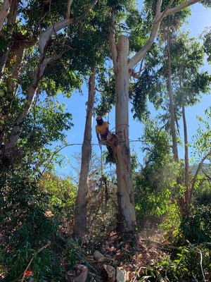 🚜🌲Professional Tree Removal Services - In the heart of Monterey County, where the lush greenery and towering trees are integral to the local culture and landscape, businesses have a unique opportunity to reflect community values through exceptional tree care and maintenance. Ensuring your commercial property’s trees are well-maintained not only enhances curb appeal but also signals to customers your dedication to safety and environmental stewardship. Neglecting tree maintenance can lead to overgrowth and safety hazards, potentially deterring customers and impacting your business negatively. Our expert tree removal and maintenance services are here to transform your landscape, aligning it with Monterey County’s esteemed green culture.

Our comprehensive suite of tree services caters to every need, from land clearing for property development to precision tree preservation. Equipped with state-of-the-art technology, our experienced team excels in efficiently clearing unwanted vegetation, creating fire breaks, and conducting general brush removal, all while meticulously preserving the elements you wish to retain. Our flexibility and expertise allow us to tailor our services to your specific requirements, ensuring your landscape embodies the perfect balance between beauty and functionality.

By choosing our professional tree removal and maintenance services, you’re not just maintaining your property’s aesthetic and safety; you’re also embracing a commitment to the community’s values and environmental well-being. Let us help you make a positive impression on your customers and contribute to the beauty and safety of Monterey County’s cherished landscapes.