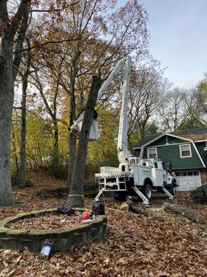 Tree Removal - Peabody, MA - Cut the oak tree on the front of the house because it was dangerous out front of the house . Tree Removal - Peabody, MA - Cut the oak tree on the front of the house because it was dangerous out front of the house .