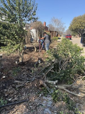 Transformation of a backyard - This homeowner had 61 Holly bushes they wanted removed before installing a 6' board on board fence with 8' raised gate. No task is too large for Pillar & Post! Excellent results for this very grateful homeowner in Allen, TX!