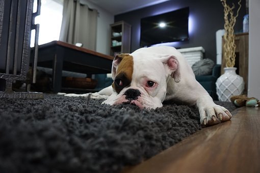 Residential Carpet and Upholstery Cleaning - We use non-toxic cleaning solutions on carpets, rugs, and upholstery that are safe for humans and pets. We offer grout/tile cleaning too!