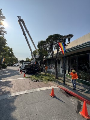 Tree Pruning and Trimming Services - Residential and Commercial Pruning/Trimming