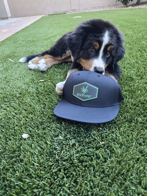 Pet Friendly! - Pet-Friendly Turf by East Valley Turf!
Perfect for dogs, durable for play, and easy to clean. Our premium American-made turf stays cool, drains fast, and keeps your yard looking amazing year-round.
Call or text: 480-586-9566