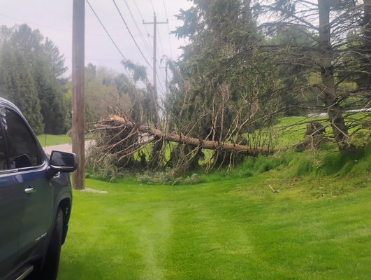 Emergency tree cleanup - Removed downed pine trees and cherry trees.