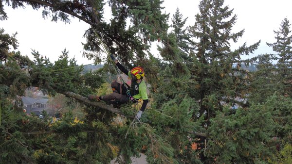 Tree Trimming & Tree Pruning - Most of our arborist are certified with the International Society of Arboriculture (ISA) and some hold the Tree Risk Assessment Qualification (TRAQ). These certifications and qualifications influence how and if we recommend particular pruning objectives. Each tree is different, and not all pruning is equal. Our mission is to appropriately apply the best pruning objective for your tree.
As a registered tree service provider, our team is committed to delivering exceptional and safe results that enhance your property’s aesthetics and value. Tree Trimming & Tree Pruning - Most of our arborist are certified with the International Society of Arboriculture (ISA) and some hold the Tree Risk Assessment Qualification (TRAQ). These certifications and qualifications influence how and if we recommend particular pruning objectives. Each tree is different, and not all pruning is equal. Our mission is to appropriately apply the best pruning objective for your tree.
As a registered tree service provider, our team is committed to delivering exceptional and safe results that enhance your property’s aesthetics and value.