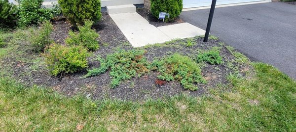 Full range of landscaping services. - Bushes trimmed, weeds removed, flowers planted and fresh mulch.  All in the same day as our quote was given.